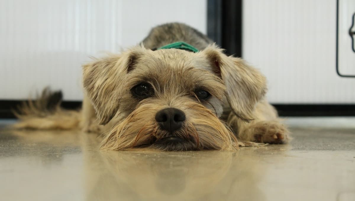 ¿Los perros Schnauzer son buenos para la familia?