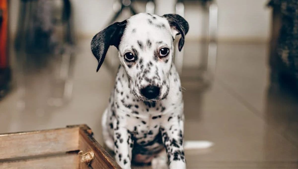 ¿Cómo saber si a mi perro se le cae mucho el pelo por estrés?