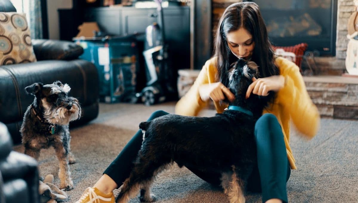 3 mensajes que los perros Schnauzers vienen a enseñarnos en la vida
