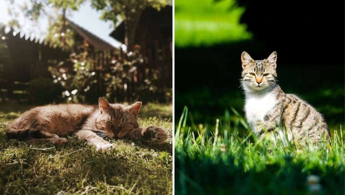 Trucos de los expertos para que un gato no sufra por el calor