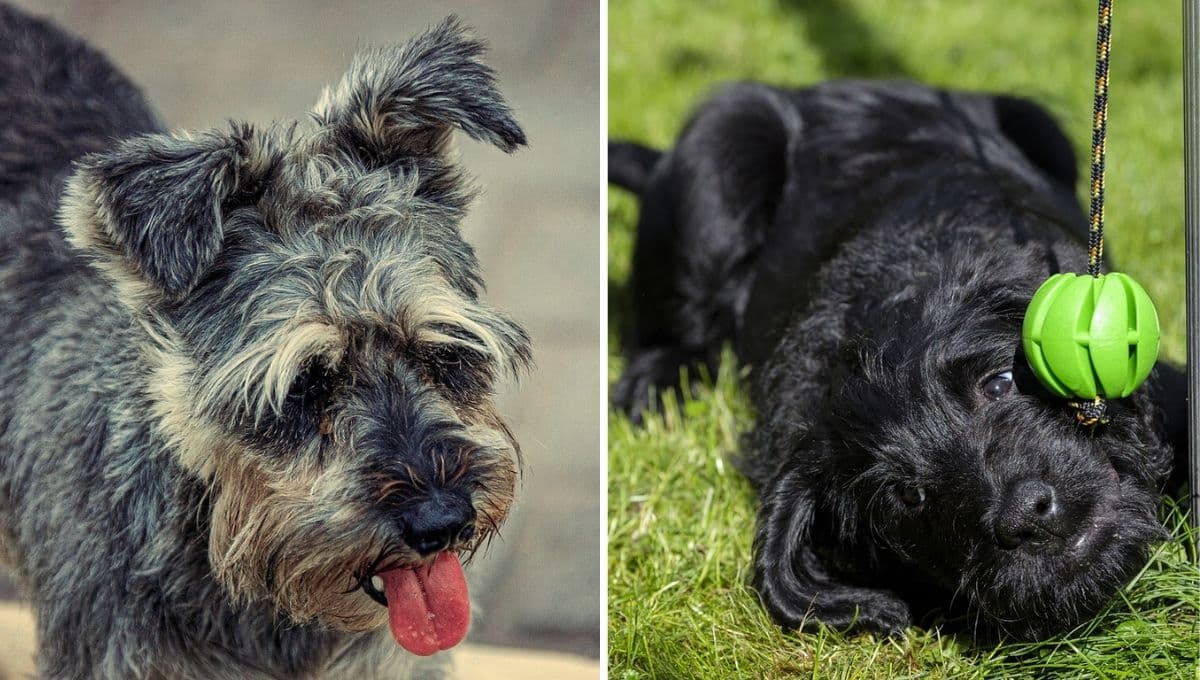 ¿Qué comida refrescante darle a un perro Schnauzer con calor?