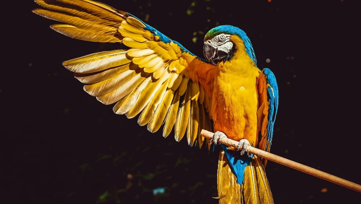 Si tengo un loro, ¿cómo cuidarlo ante la ola de calor?
