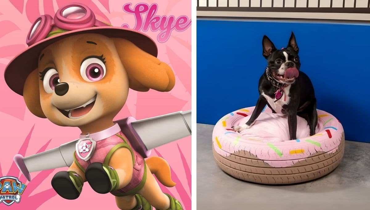 Cómo hacer una cama para perros de Skye de Paw Patrol: tutorial rápido