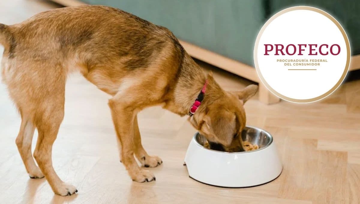 Olvídate de Pedigree, ESTA es la mejor marca de croquetas para perro de supermercado, según Profeco