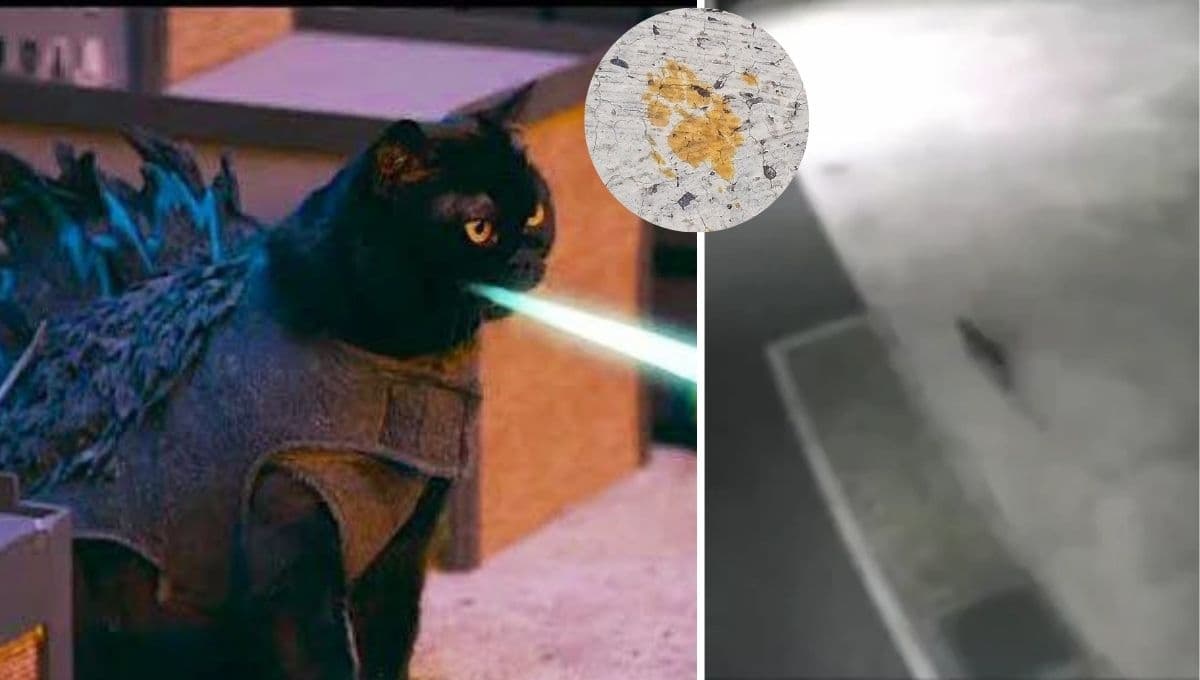 Michi radiactivo: Gato cae a tanque de residuos tóxicos y causa alerta en Japón
