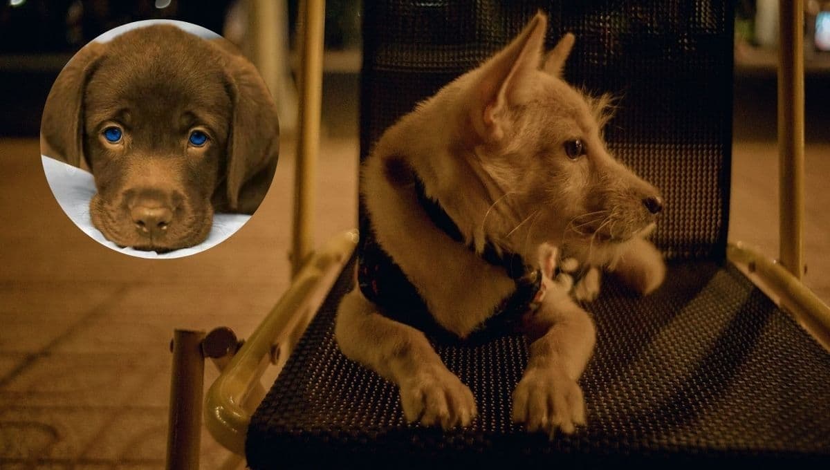 Cómo mantener fresco a mi perro si tiene mucho calor por la noche según los veterinarios