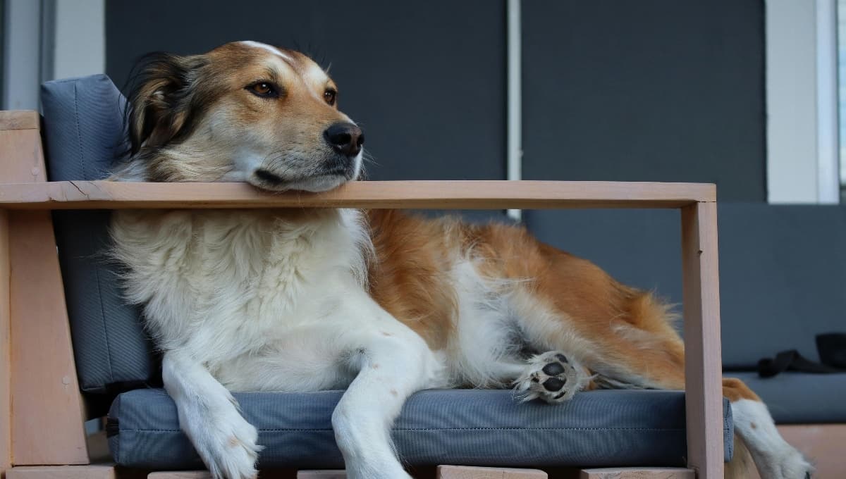 Conoce por qué NO debes rapar a tu perro en temporada de calor