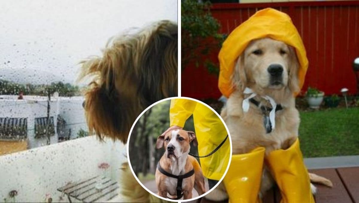 ¿Los perros saben cuando va a llover?
