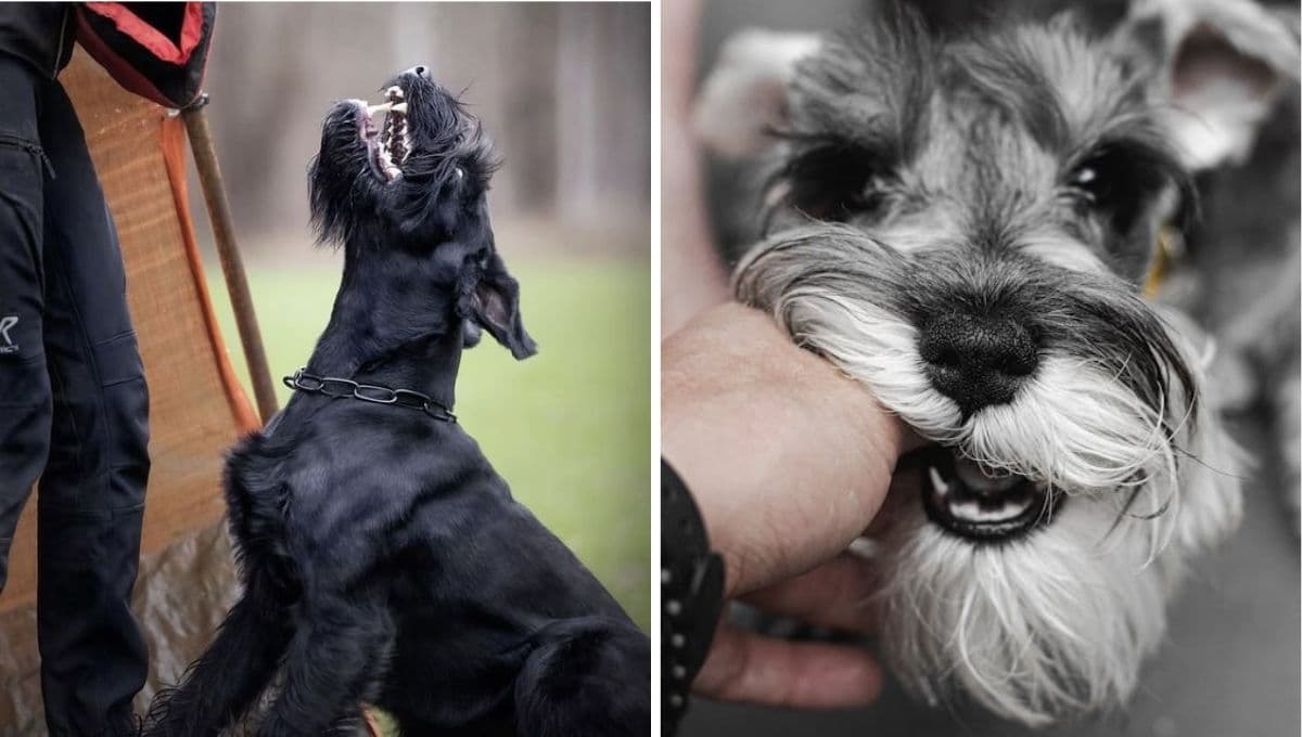 Trucos sencillos pero efectivos para que un perro Schnauzer no muerda