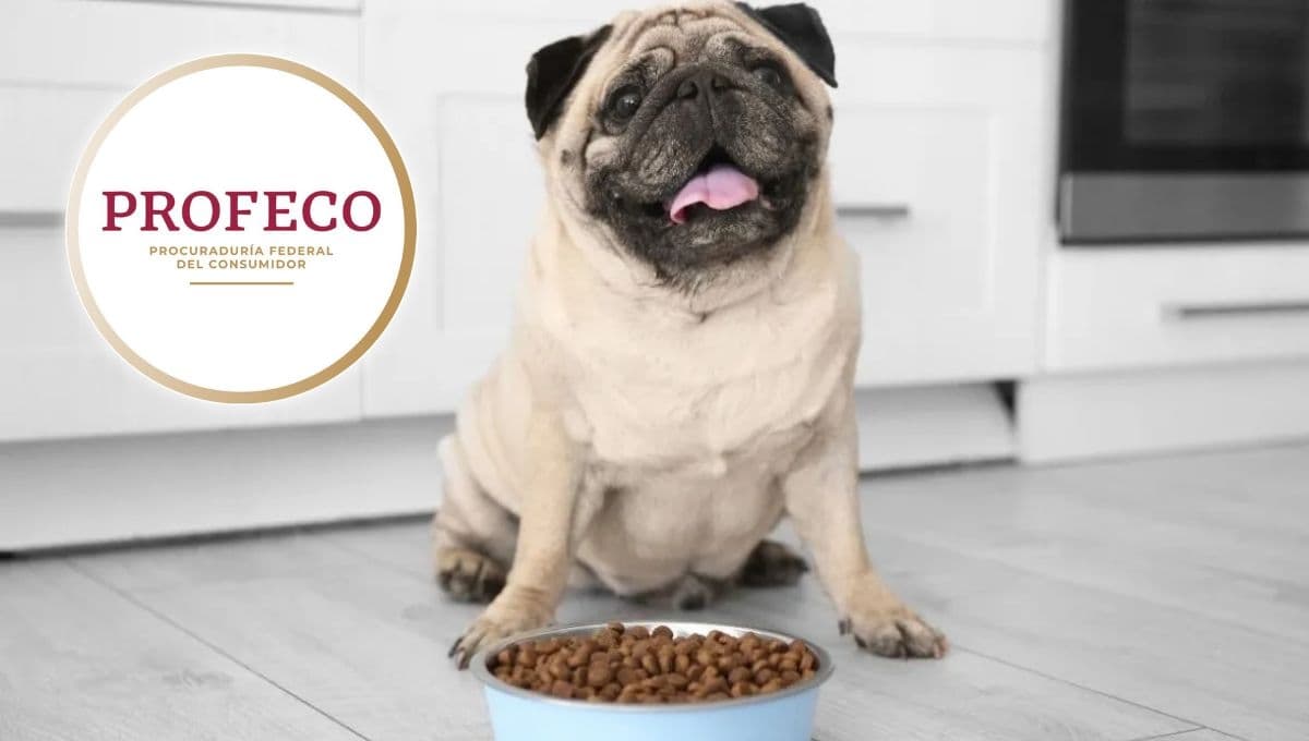 Ni Royal Canin ni Nupec, esta es la mejor croqueta premium para perros según Profeco