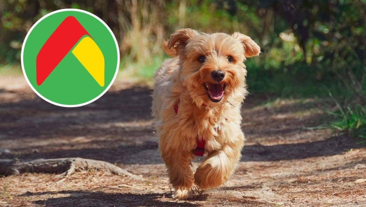 Bodega Aurrerá REMATA costal de croquetas para perro Ganador y te regala comida húmeda y un juguete