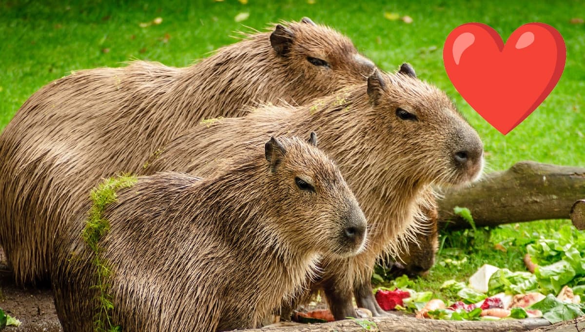 ¿Por qué están de moda los capibaras?