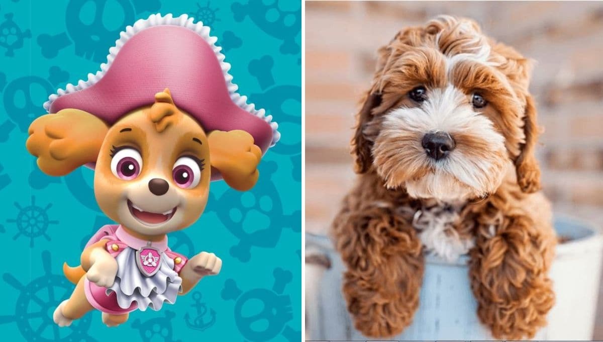 Nombres de perritas tiernas como Skye de Paw Patrol con significado