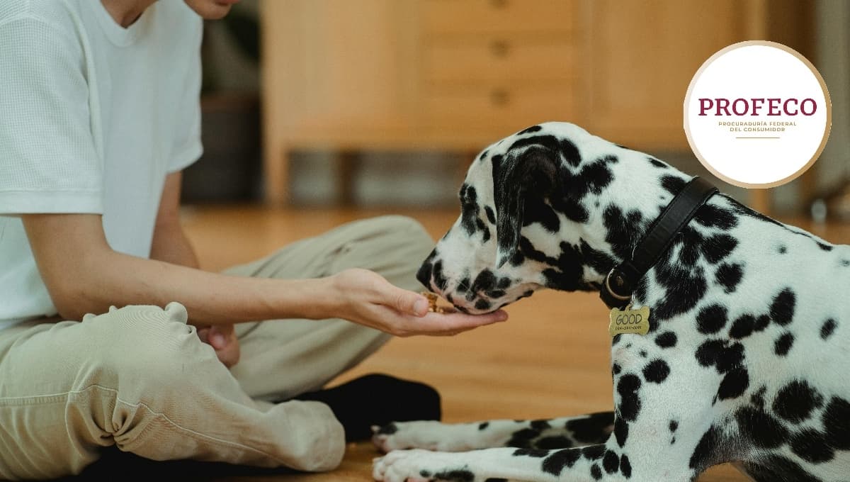 Ni Pedigree ni Purina, ESTAS son las mejores croquetas para perro senior según Profeco