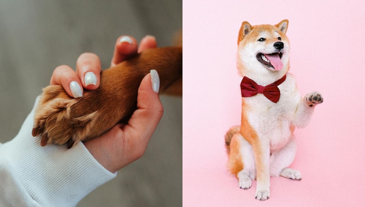 Trucos para proteger las patas de los perros del calor