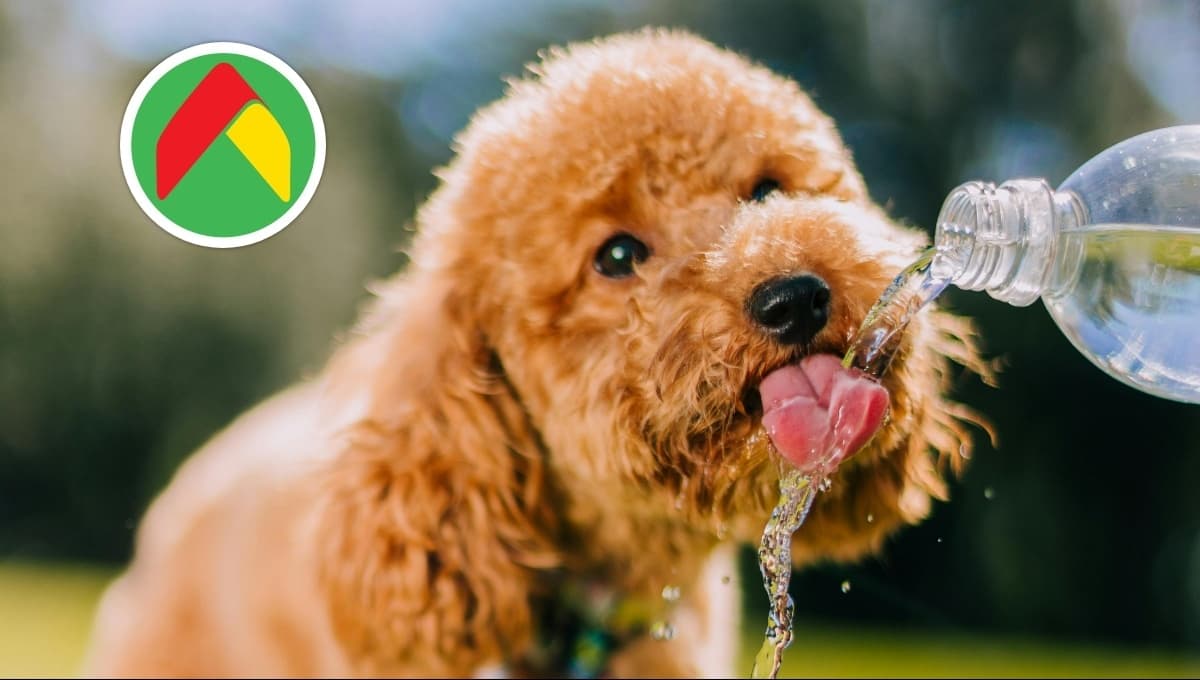 Bodega Aurrera REMATA el mejor bebedero para perro y refrescarlo si hace calor