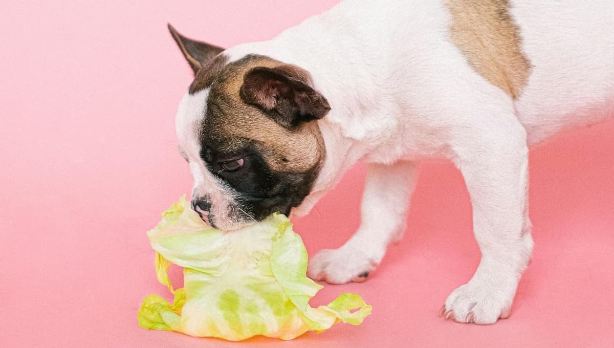 ¿Te quedaste sin croquetas? 3 opciones para darle de comer a tu perro