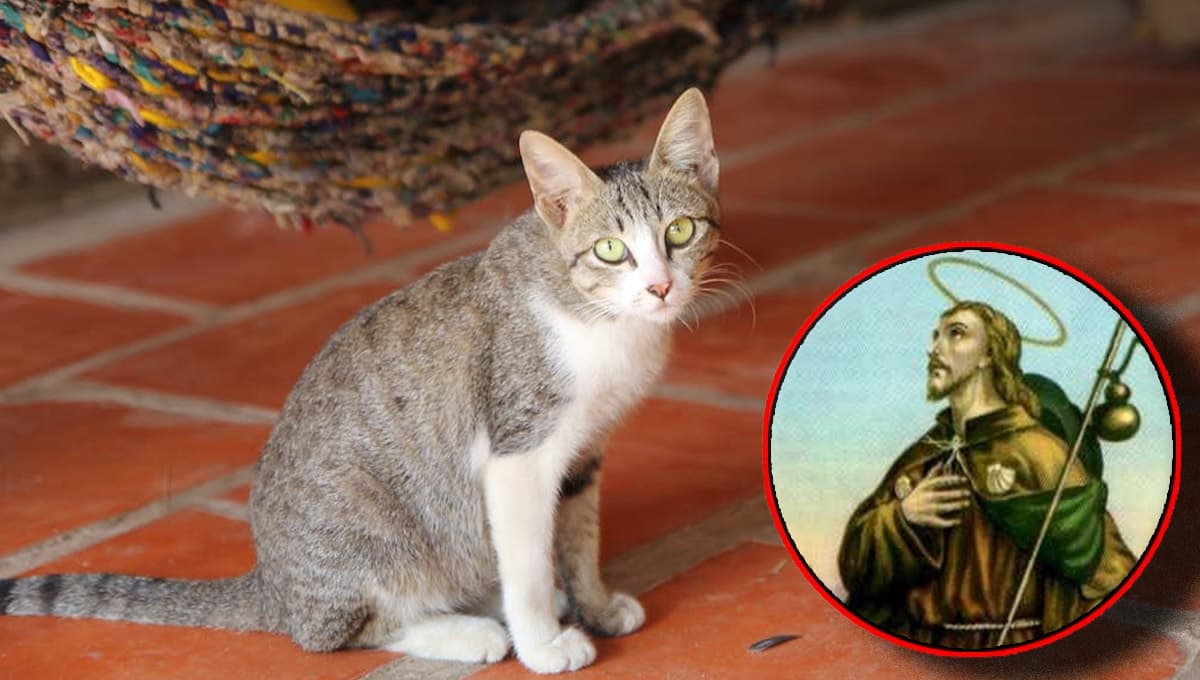 Oración MILAGROSA a San Roque para que aparezca un gato perdido
