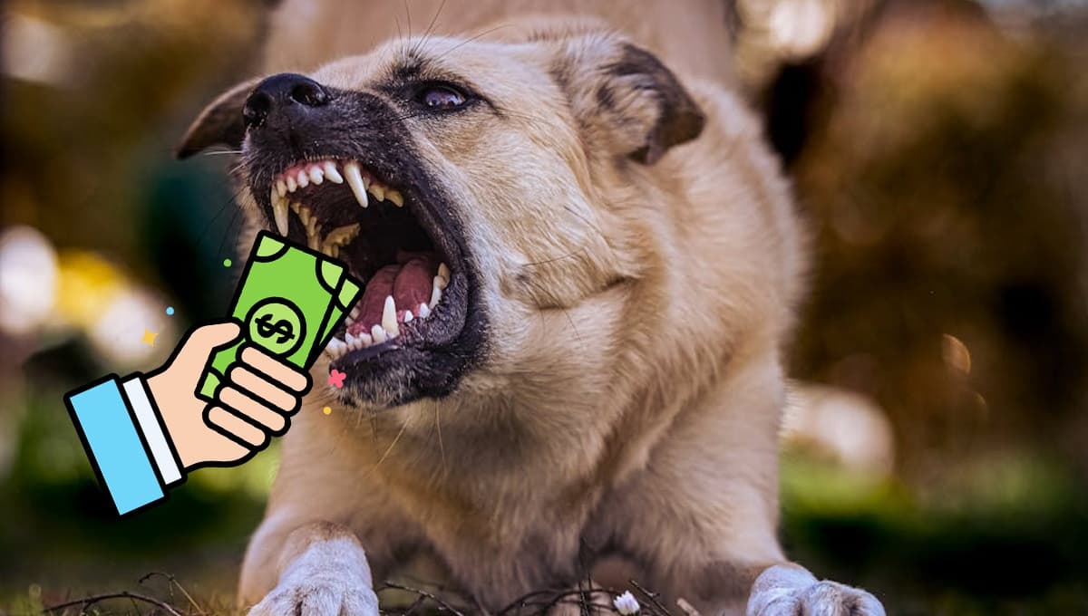 VIDEO: Perro se come más de sesenta mil pesos y ESTAS son las consecuencias