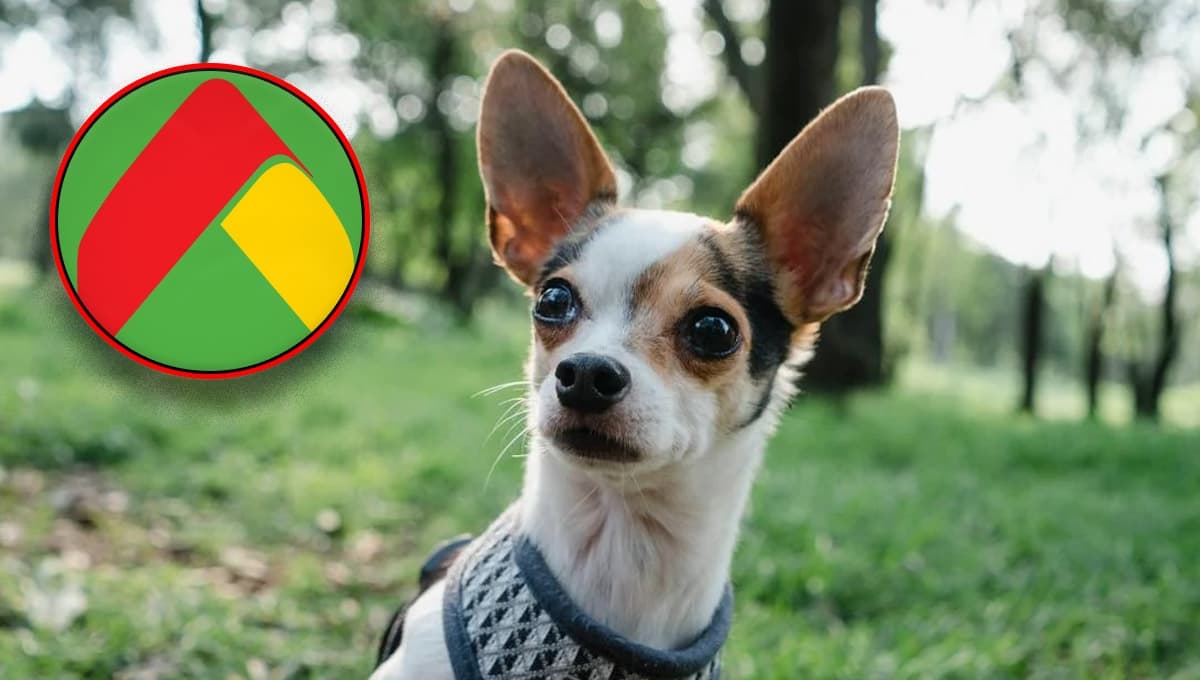 Bodega Aurrerá REMATA costal de croquetas para perro y todavía te regala bebedero y dispensador