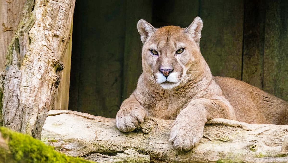 Hombre de 47 años pelea cuerpo a cuerpo contra puma y así quedaron los dos