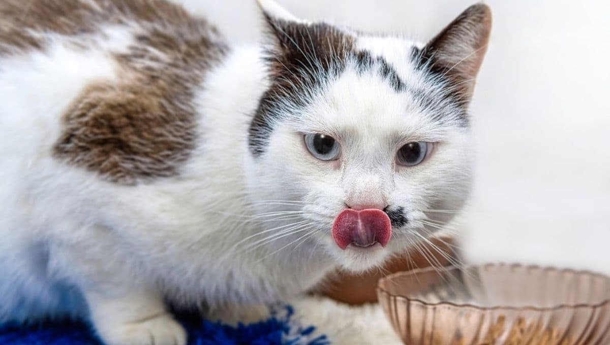 ¿Cuál es la mejor marca de croquetas para gatos con problemas urinarios?