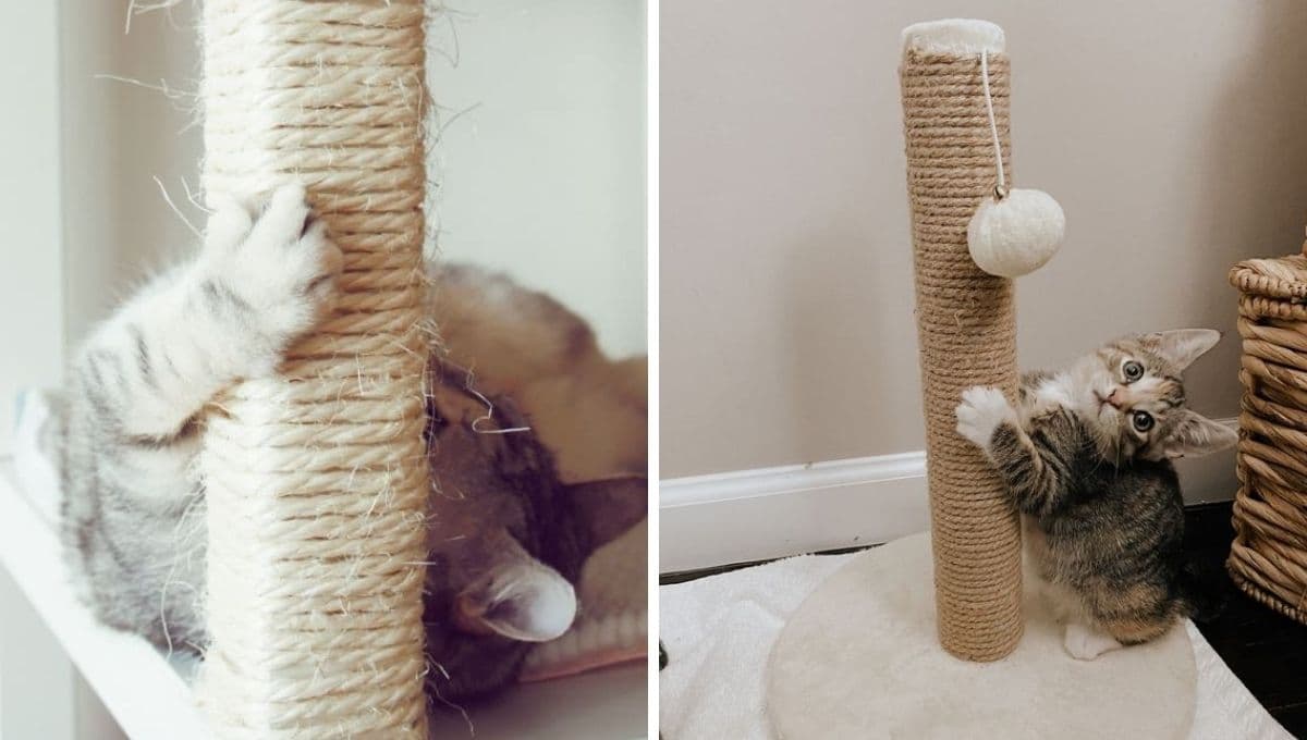 ¿Cómo hacer un juguete para gatos con material reciclado fácil y bonito?