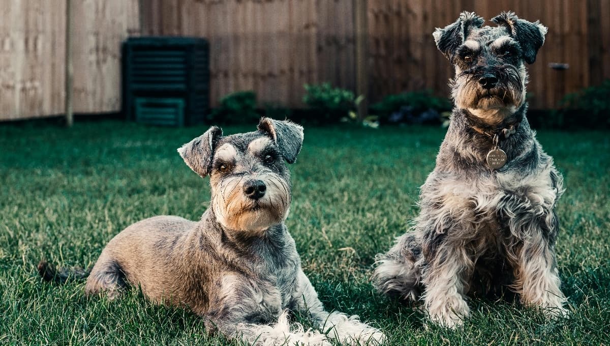 Trucos sencillos y cariñosos para que un perro Schnauzer no ladre tanto
