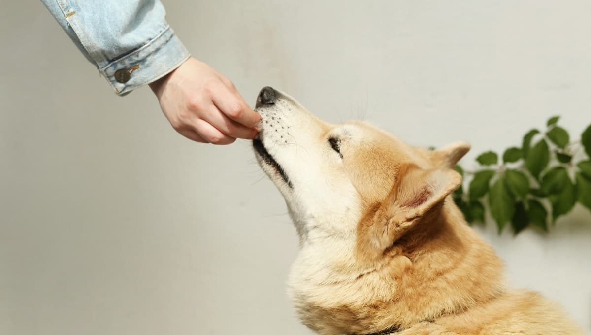 ¿De res o de pollo? Este es el mejor sobre para perro de Pedigree, según Profeco