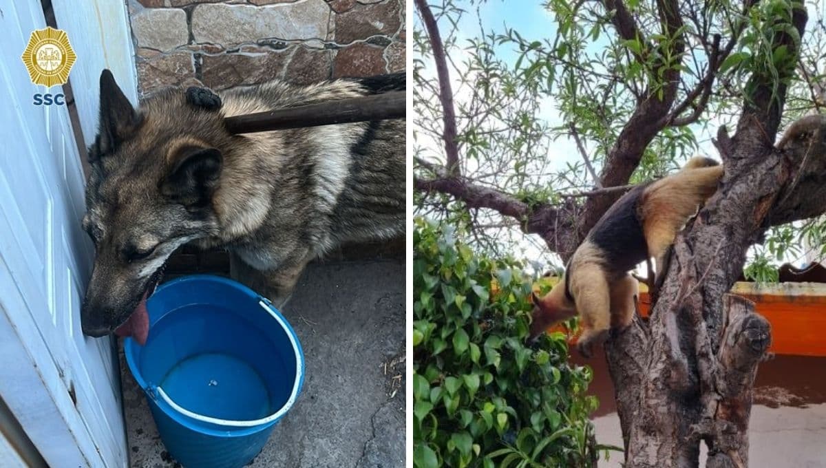 Encuentran a lobo y a oso hormiguero deambulando por las calles de la CDMX