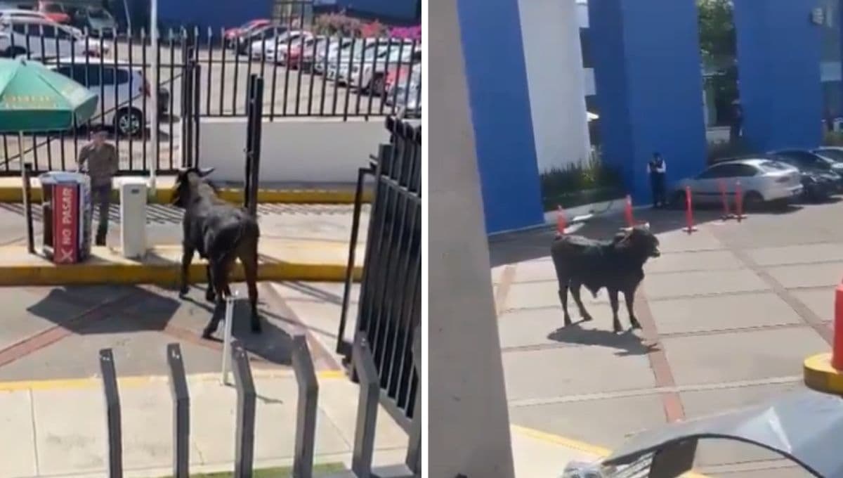 VIDEO: toro se mete a Universidad La Salle en CDMX y ataca a los trabajadores