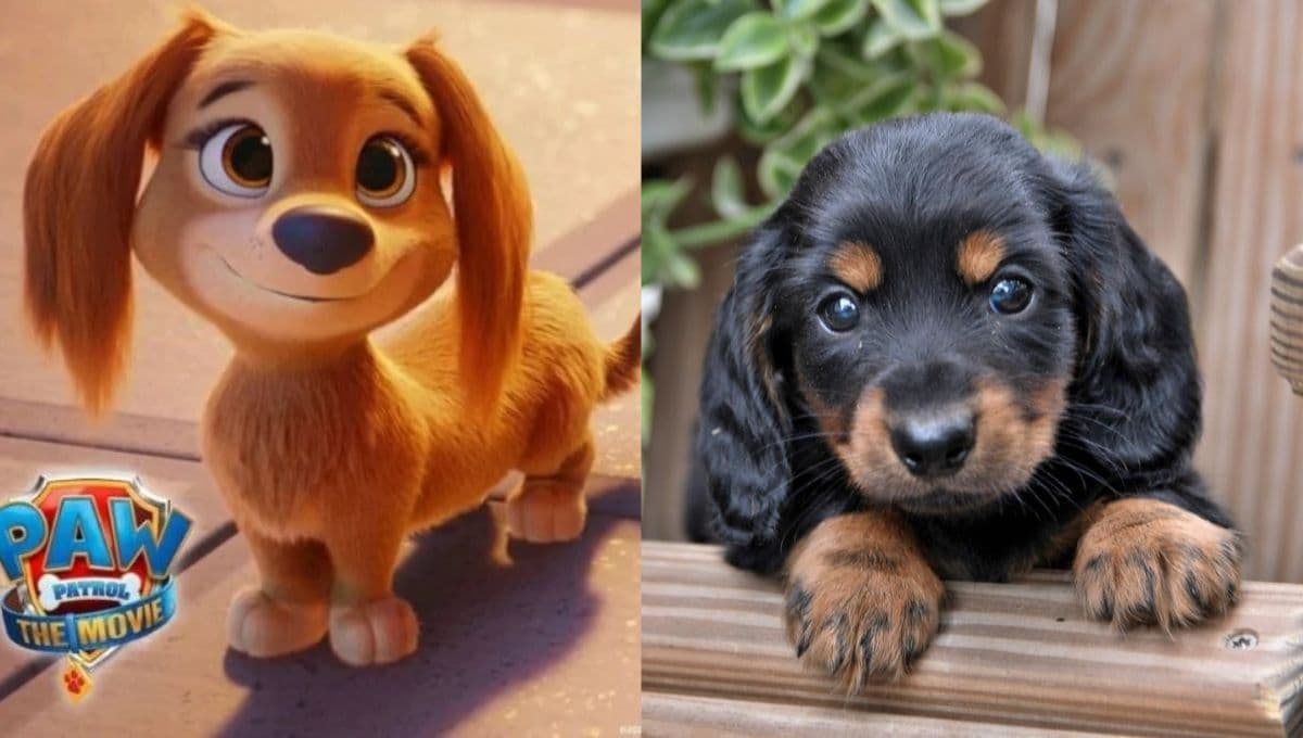 Nombres tiernos para perritas bonitas como Liberty de Paw Patrol