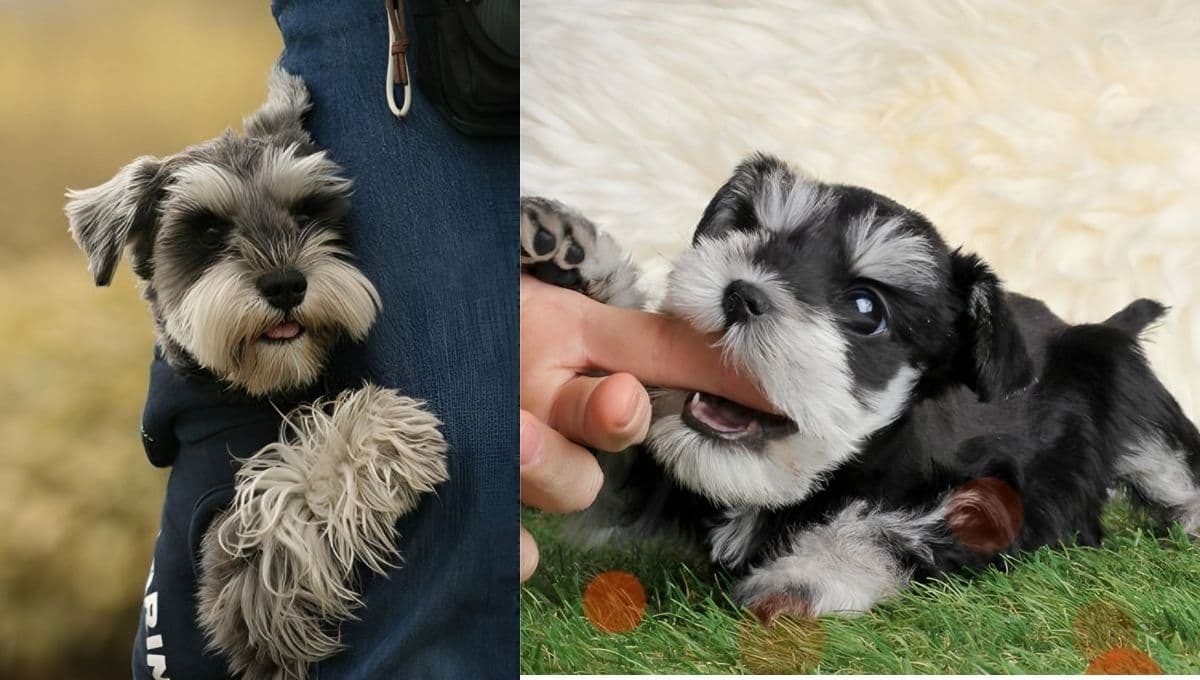 10 claves para saber si tu perro Schnauzer te ama