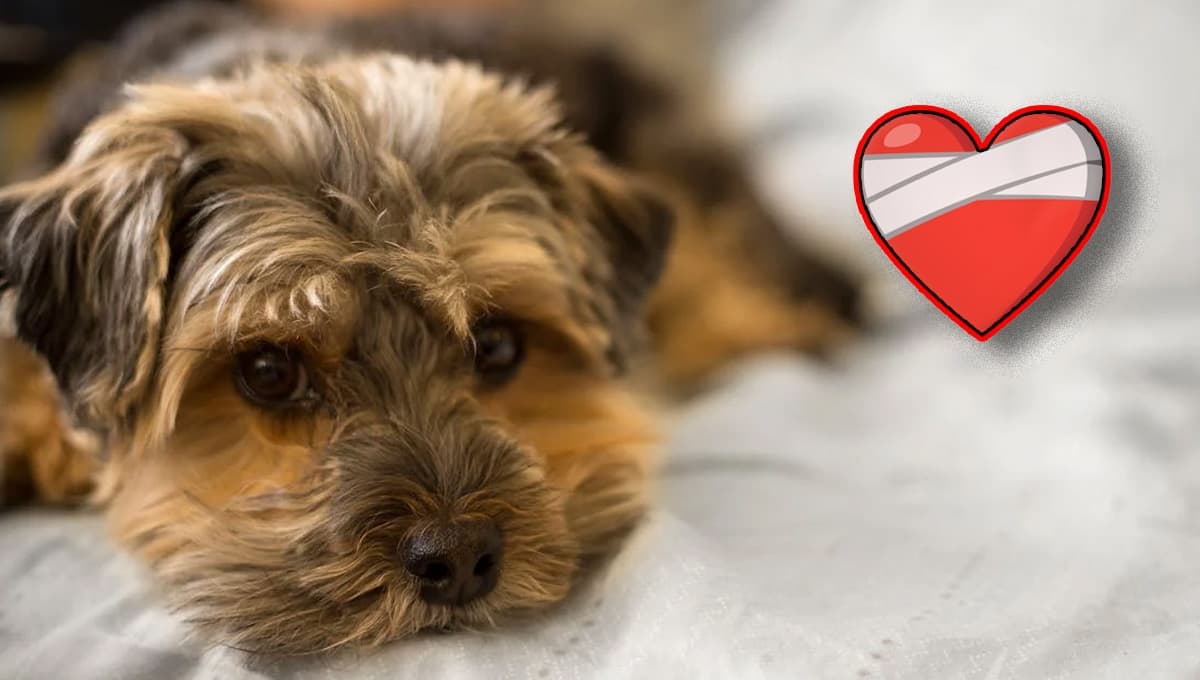 Top razas de perros pequeños buenos para el apoyo emocional