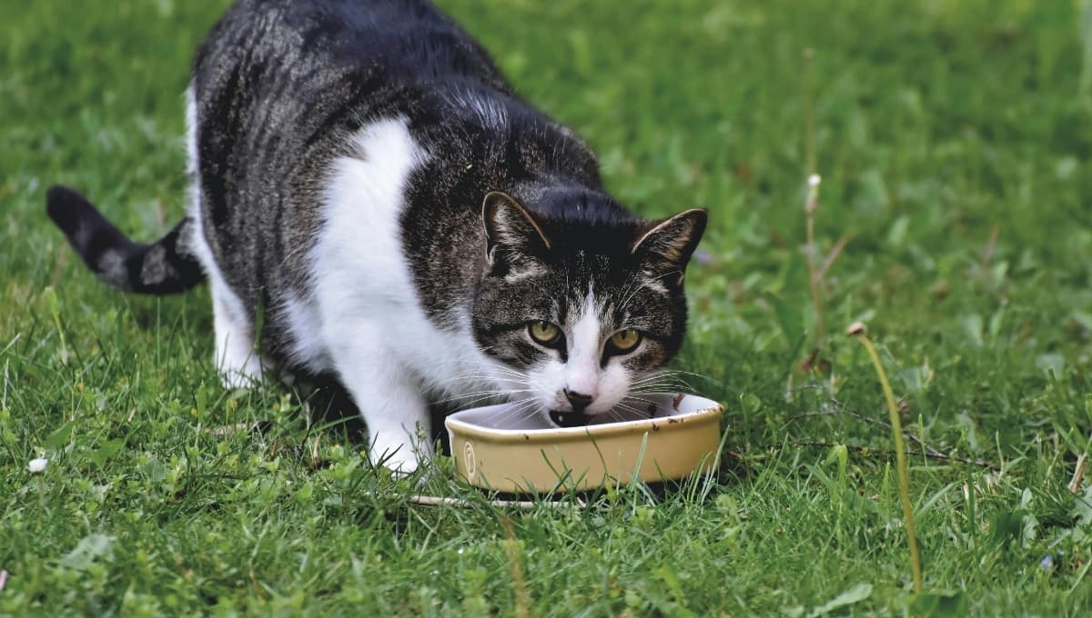 Adiós Whiskas, ESTA es la mejor marca de croquetas para gatos económica, según Profeco