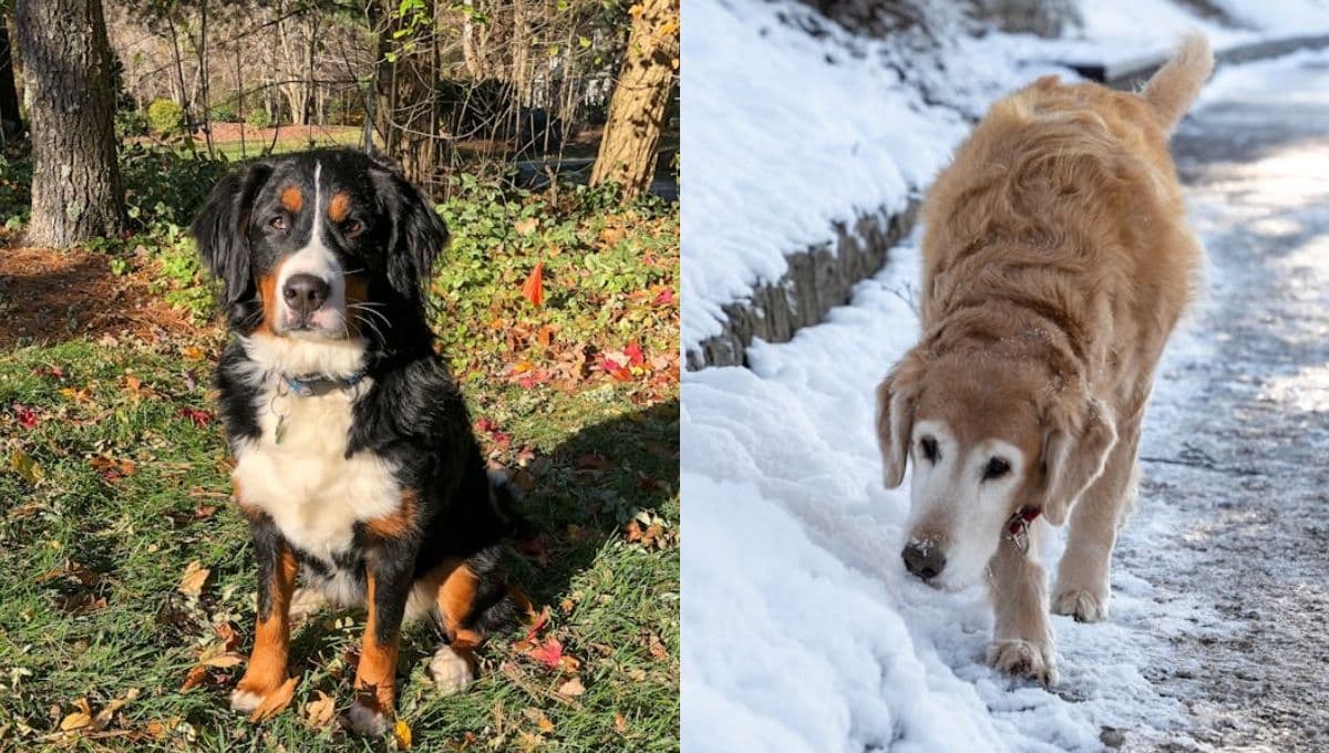 Razas de perros grandes que se ven imponentes, pero son muy cariñosos