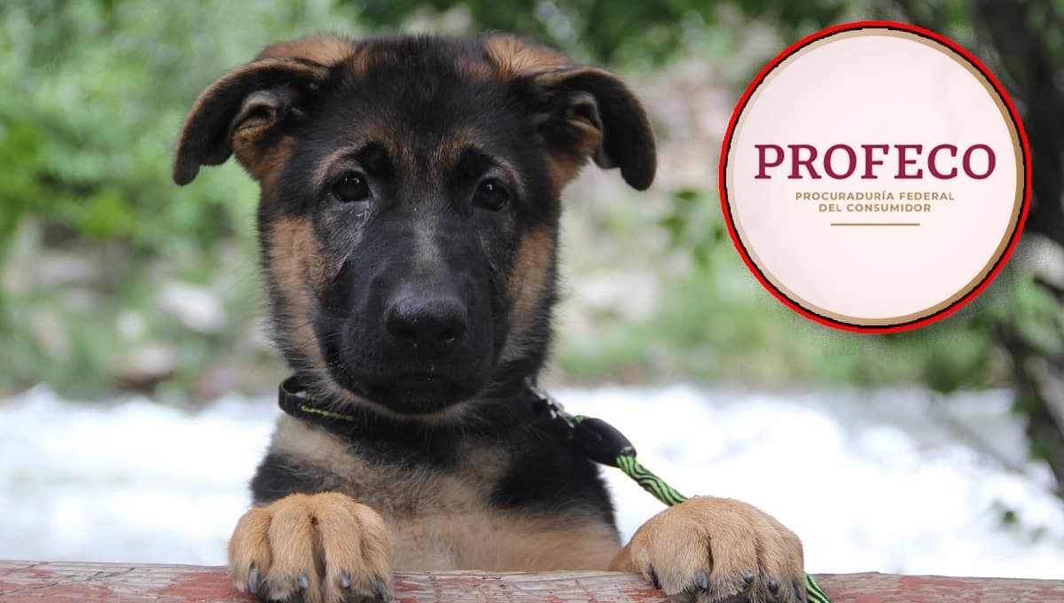 ¿Cuál es la mejor marca de croquetas para perros que venden en Petco, según Profeco?