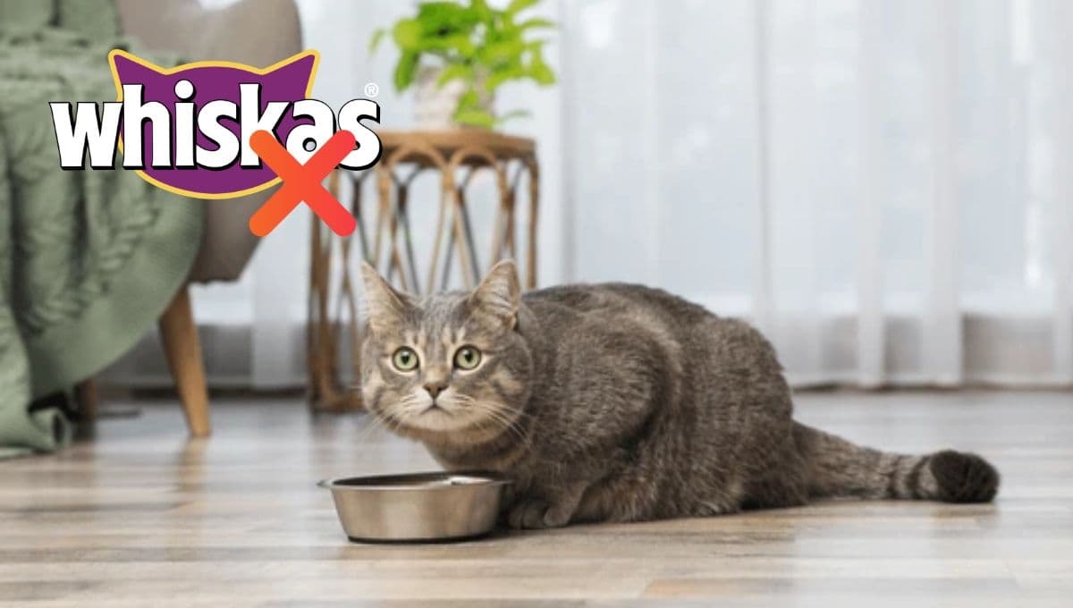 Ni Whiskas ni Minino: ESTA es la mejor croqueta económica para gato, según Profeco