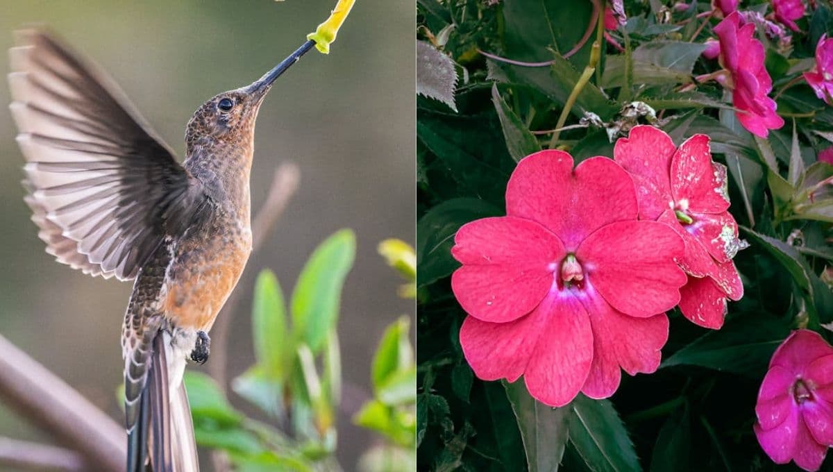 5 flores hermosas para atraer colibríes esta primavera