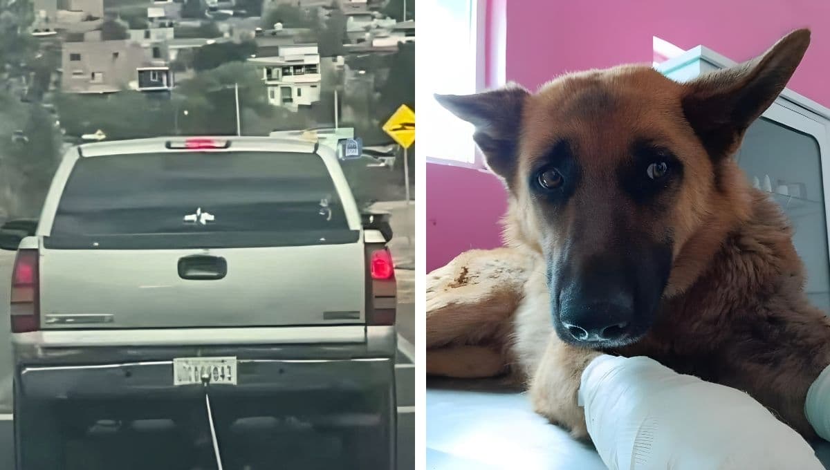 VIDEO: conductora amarra a perrita de su camioneta y la arrastra sin piedad por toda la carretera