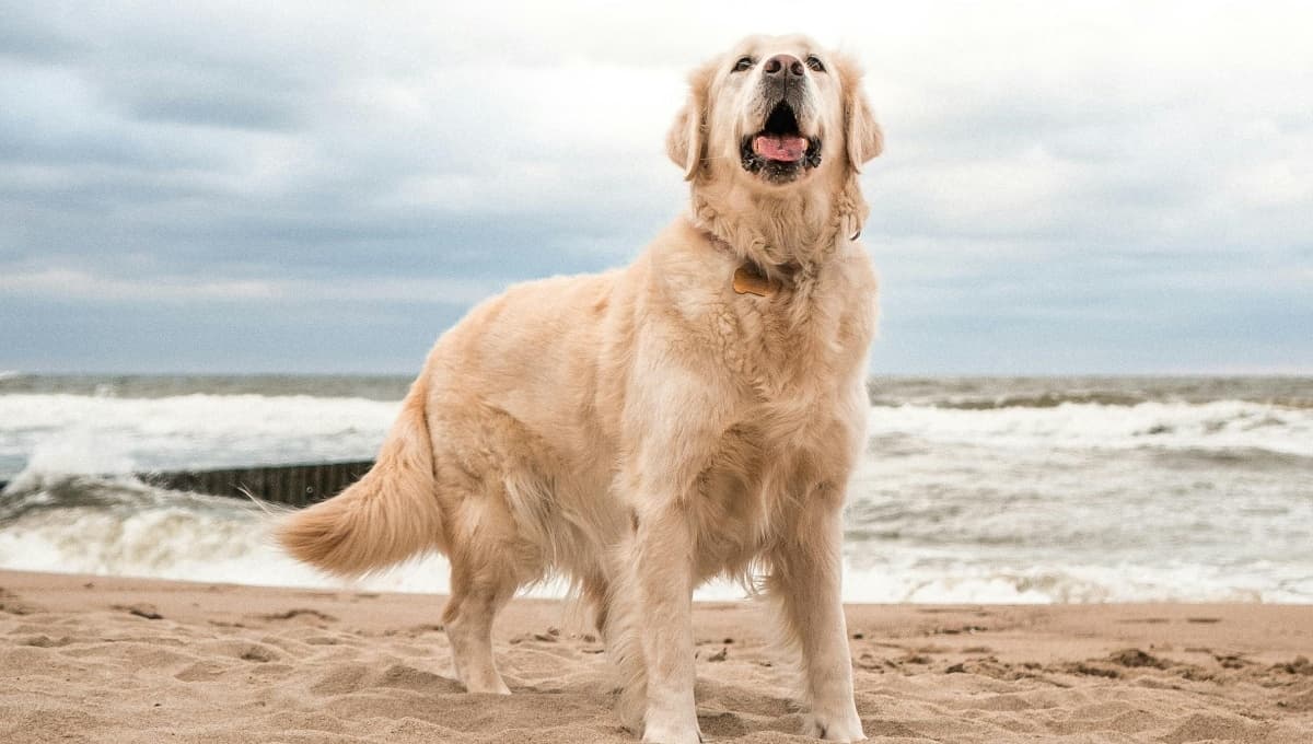 Trucos para cuidar a tu perro en la playa en Semana Santa