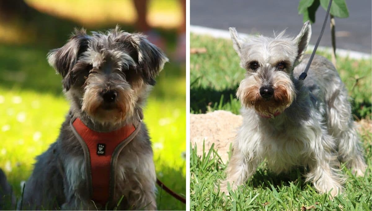 Trucos fáciles pero efectivos para que un perro Schnauzer aprenda a ir al baño
