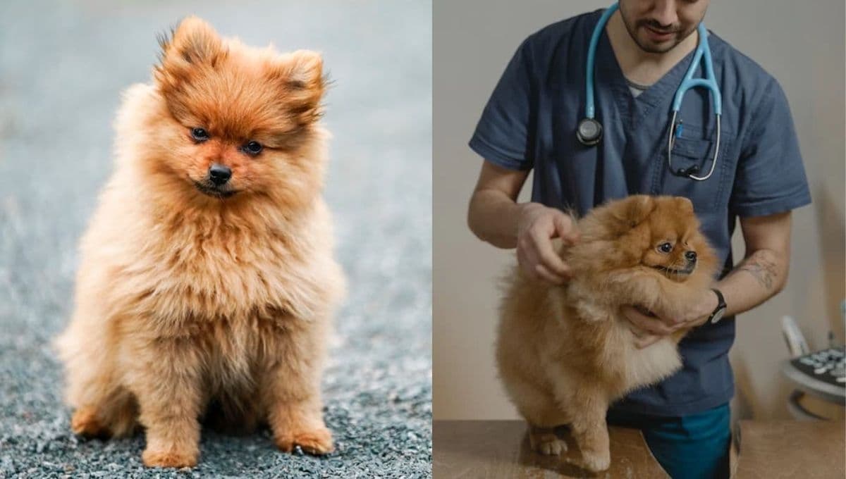 ¿Cómo saber si un perro Pomerania es de raza pura?