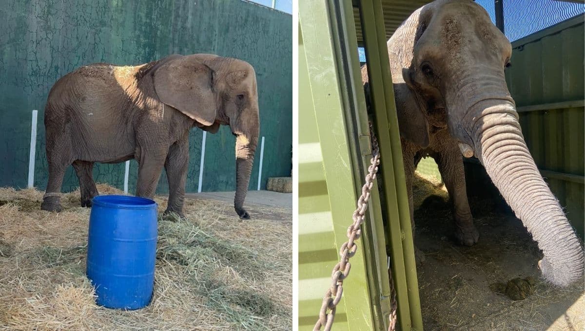 La elefanta Annie llega al zoológico de San Juan de Aragón: ¿cómo llegar y cuántos elefantes hay?