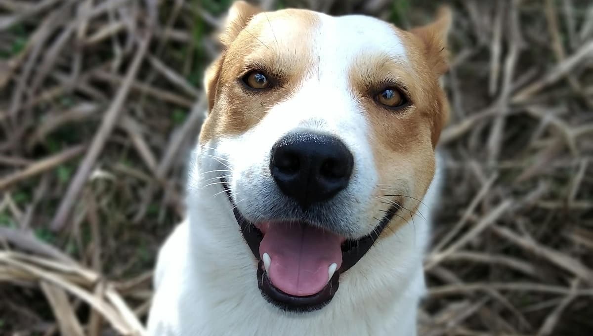 El costal de croquetas para perros de 25 kg súper barato y avalado por Profeco