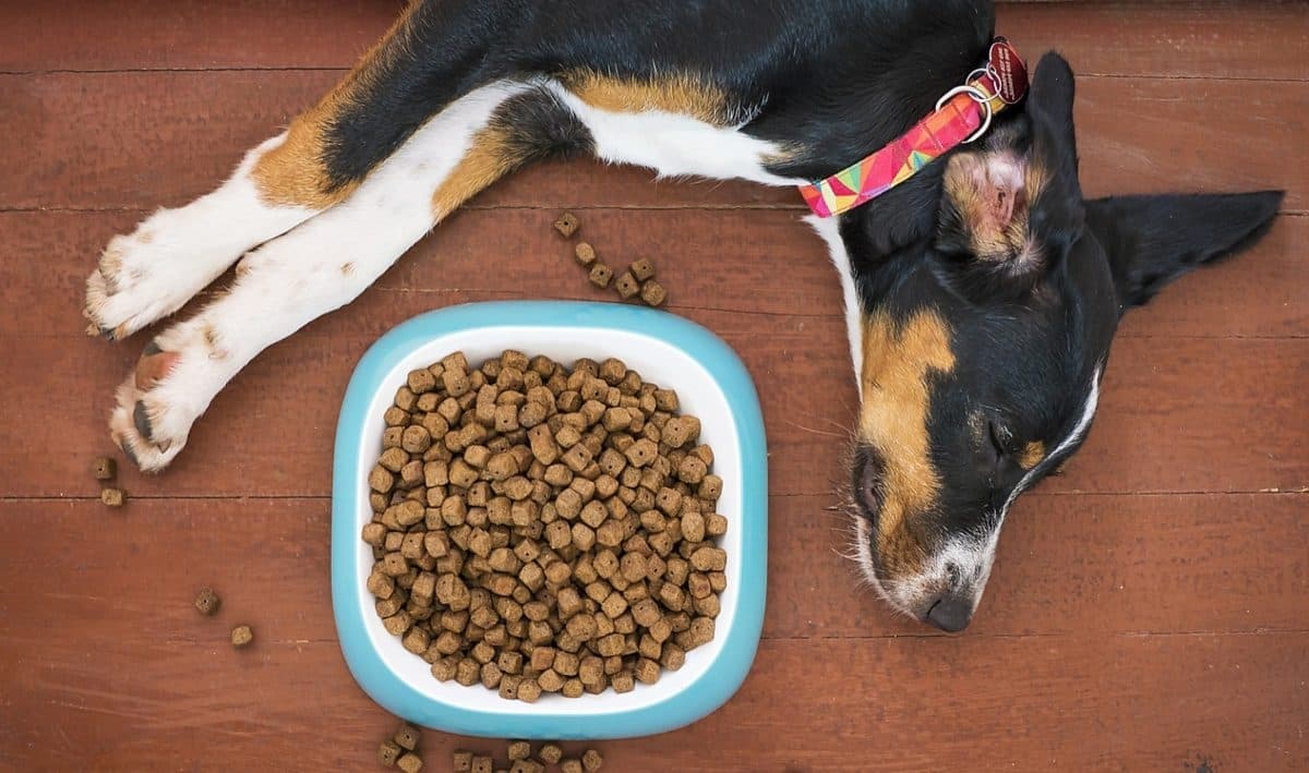 Este es el mejor horario para alimentar a un perro según los expertos