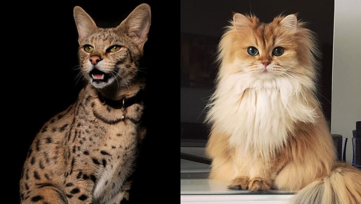 Conoce las razas de gatos más finos y caros del mundo