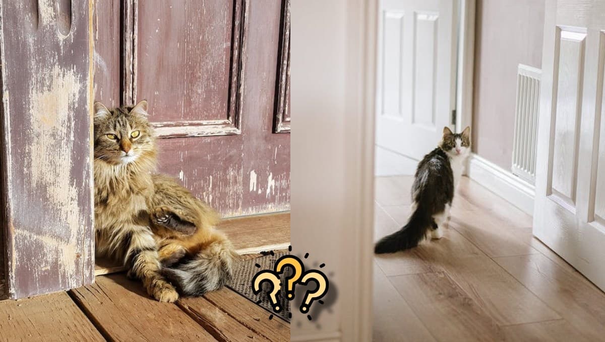 ¿Por qué mi gato no para de maullar en la puerta?