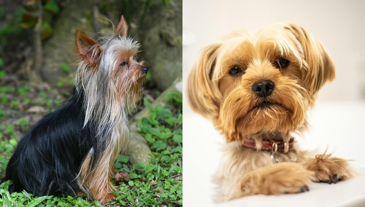 ¿Cómo saber si un perro Yorkshire es original?