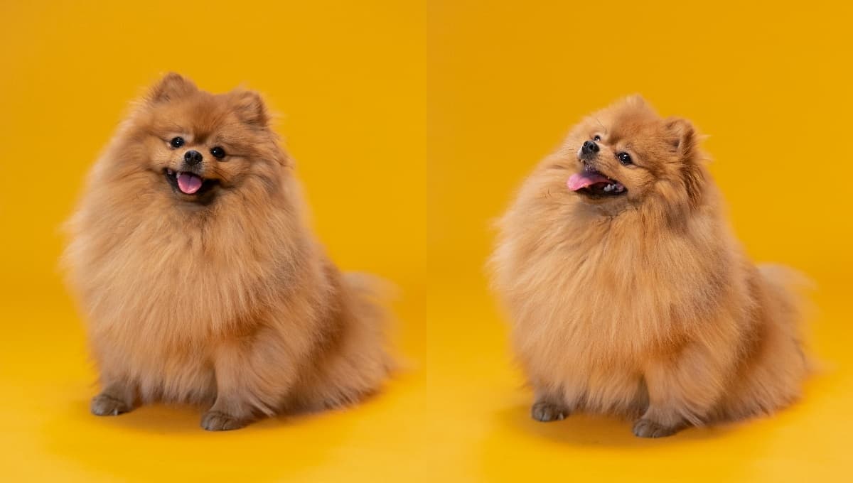 Perro Pomerania: trucos para esponjar y cuidar su pelo